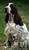 Betty_sommar2011.jpg