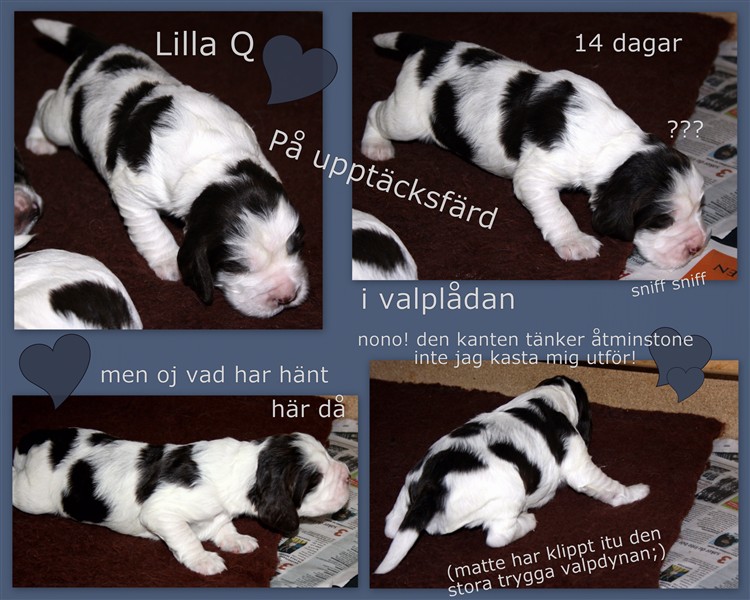 LillaQ_14dagar_upptacker.jpg