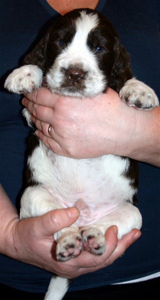 lill_Dante_Sammy_hane_1 (3).jpg